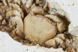 Fossil Crab (Potamon) Preserved in Travertine - Turkey #106456-4